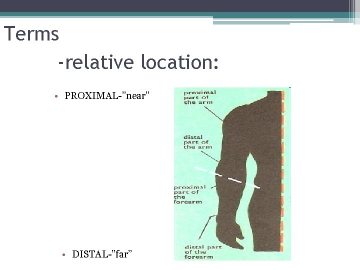 Terms -relative location: • PROXIMAL-”near” • DISTAL-”far” 