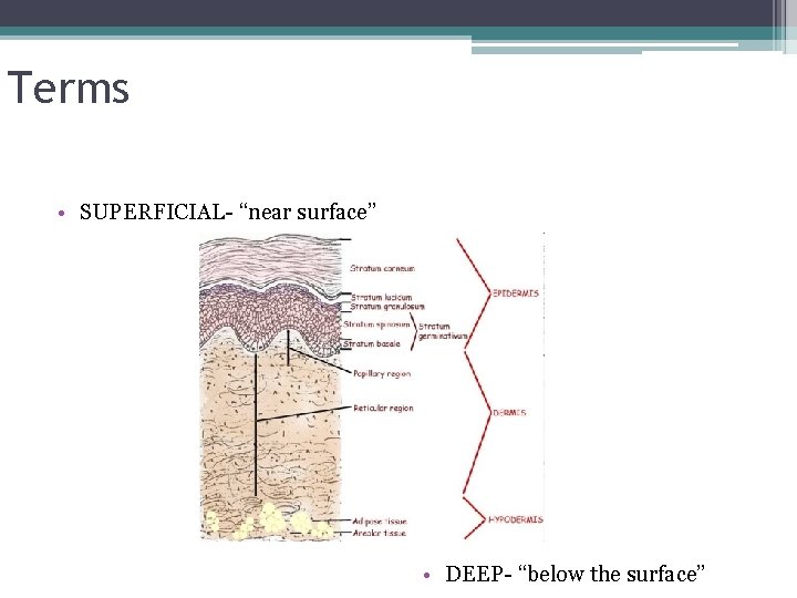 Terms • SUPERFICIAL- “near surface” • DEEP- “below the surface” 