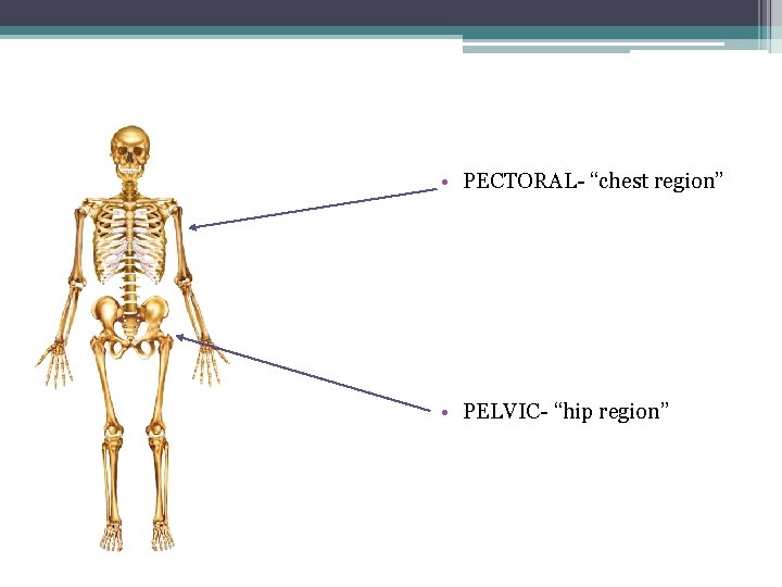  • PECTORAL- “chest region” • PELVIC- “hip region” 