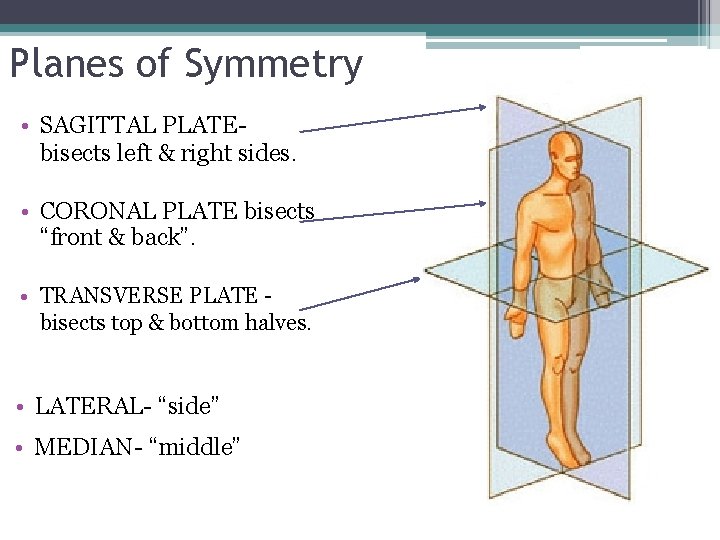 Planes of Symmetry • SAGITTAL PLATEbisects left & right sides. • CORONAL PLATE bisects