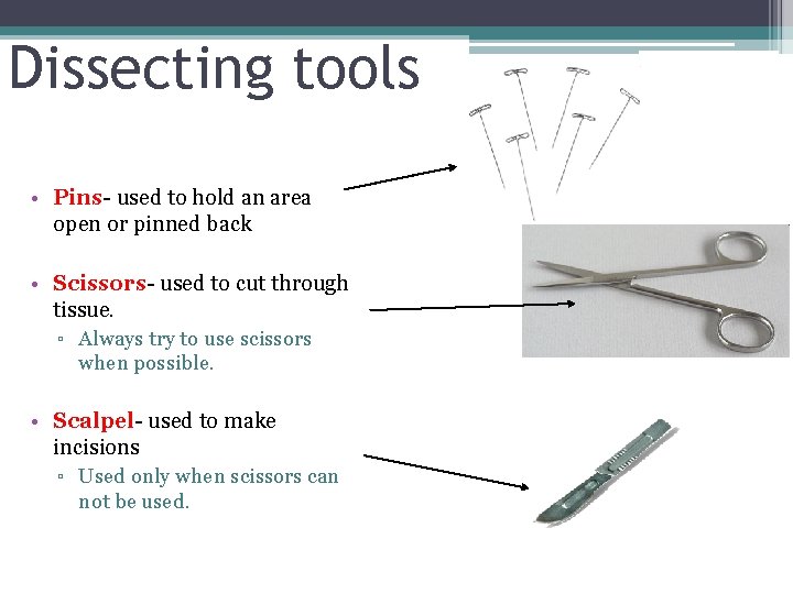 Dissecting tools • Pins- used to hold an area open or pinned back •