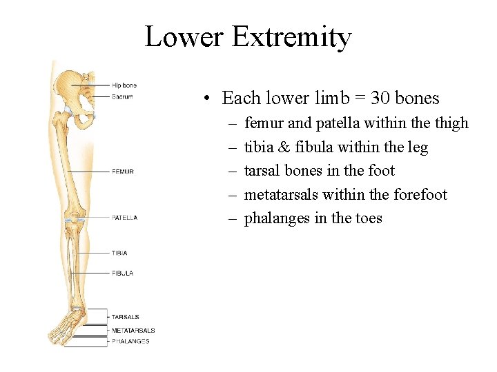 Lower Extremity • Each lower limb = 30 bones – – – femur and
