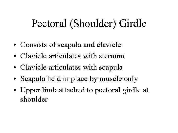 Pectoral (Shoulder) Girdle • • • Consists of scapula and clavicle Clavicle articulates with