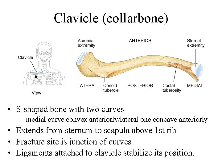 Clavicle (collarbone) • S-shaped bone with two curves – medial curve convex anteriorly/lateral one
