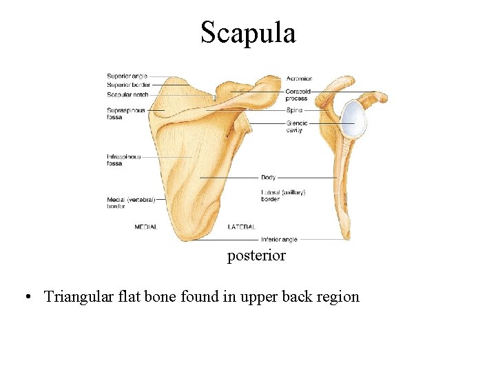 Scapula posterior • Triangular flat bone found in upper back region 