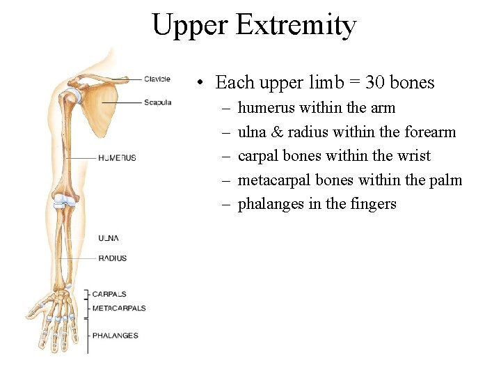 Upper Extremity • Each upper limb = 30 bones – – – humerus within