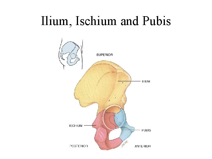 Ilium, Ischium and Pubis 