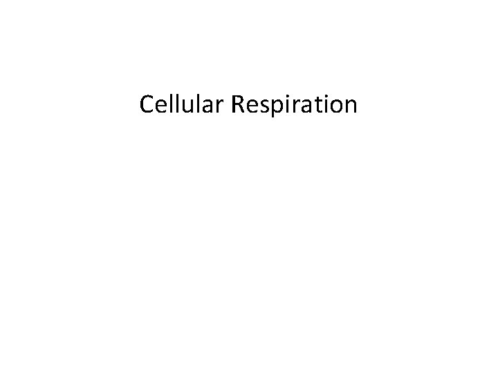 Cellular Respiration 