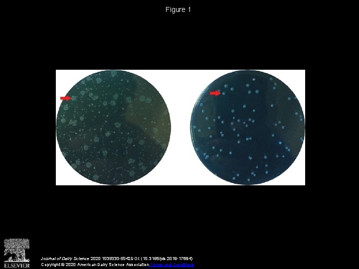 Figure 1 Journal of Dairy Science 2020 1035030 -5042 DOI: (10. 3168/jds. 2019 -17894)