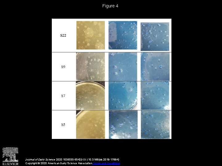 Figure 4 Journal of Dairy Science 2020 1035030 -5042 DOI: (10. 3168/jds. 2019 -17894)