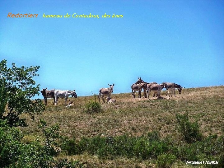 Redortiers hameau de Contadour, des ânes 