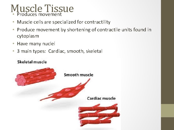 Muscle Tissue • Produces movement • Muscle cells are specialized for contractility • Produce