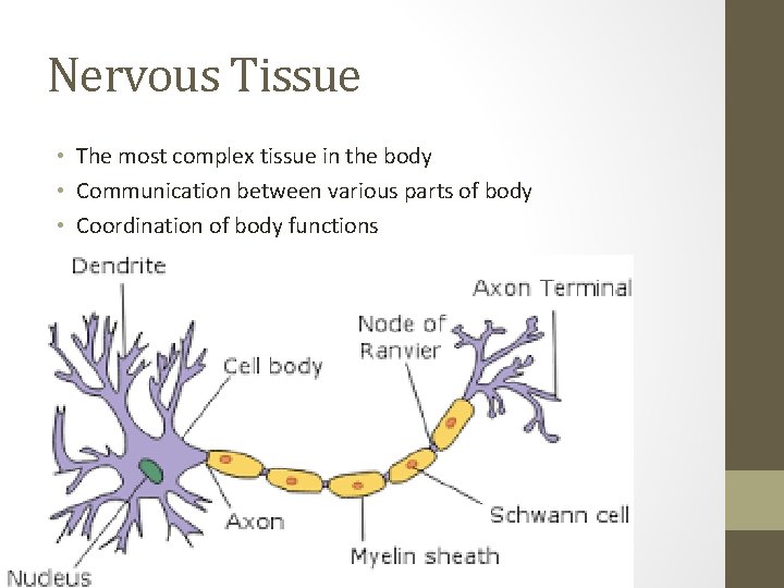 Nervous Tissue • The most complex tissue in the body • Communication between various