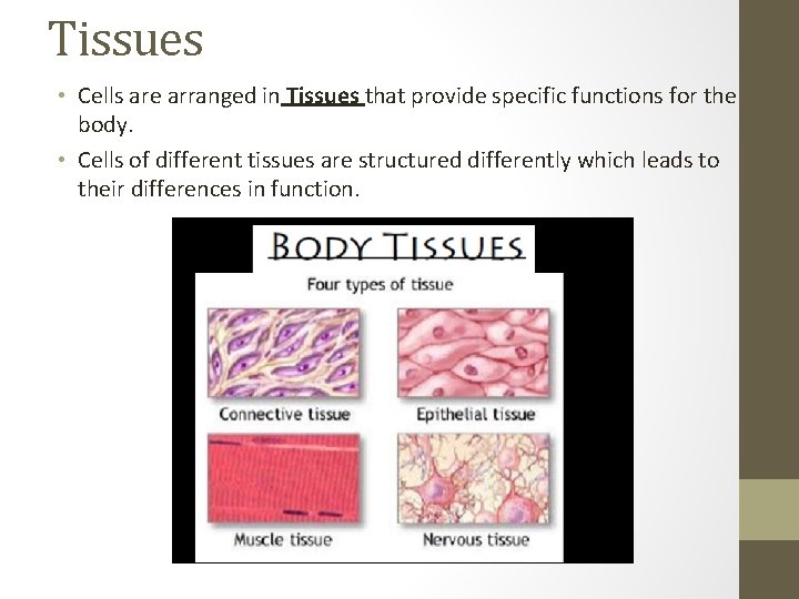Tissues • Cells are arranged in Tissues that provide specific functions for the body.