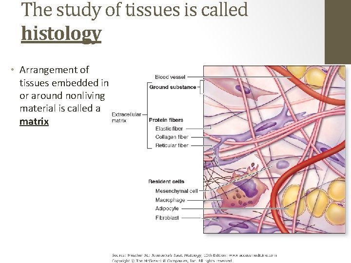 The study of tissues is called histology • Arrangement of tissues embedded in or