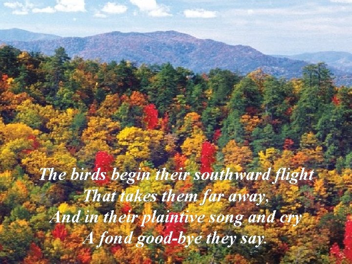 The birds begin their southward flight That takes them far away, And in their