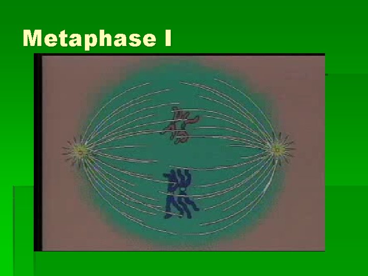 Metaphase I 