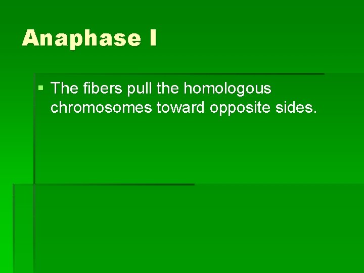 Anaphase I § The fibers pull the homologous chromosomes toward opposite sides. 