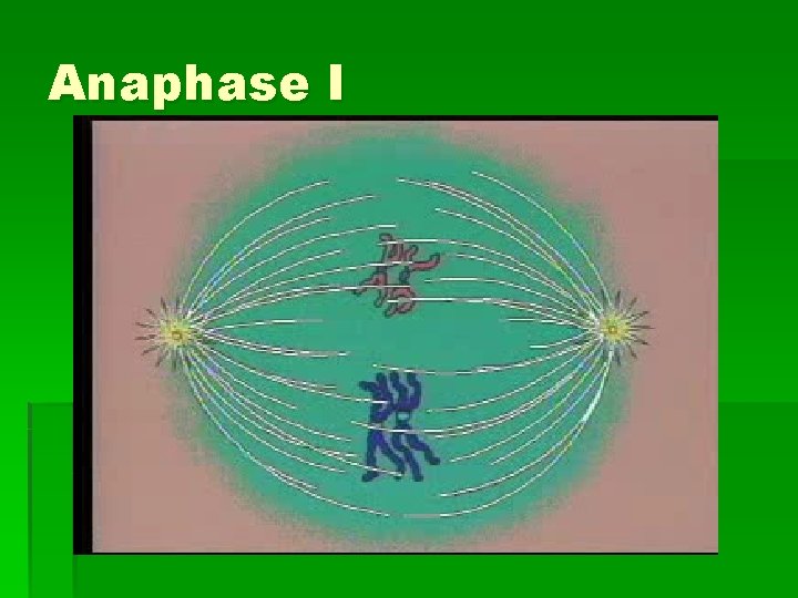 Anaphase I 