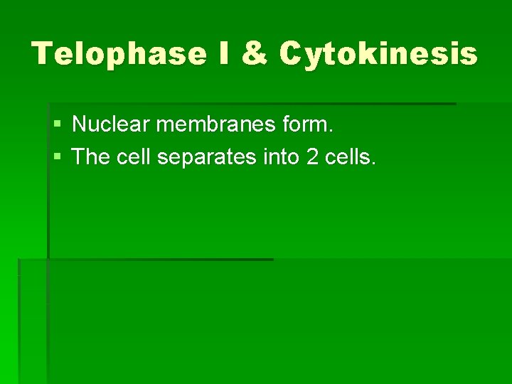 Telophase I & Cytokinesis § Nuclear membranes form. § The cell separates into 2