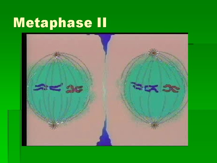 Metaphase II 