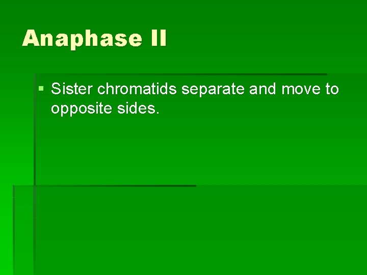 Anaphase II § Sister chromatids separate and move to opposite sides. 