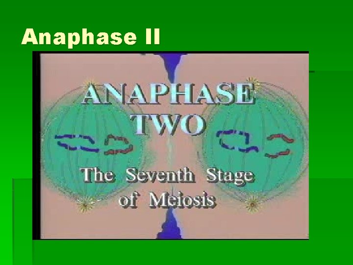Anaphase II 