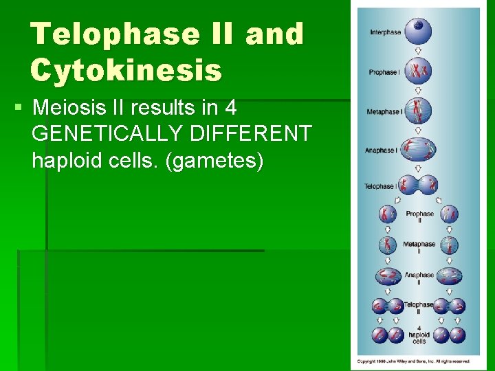 Telophase II and Cytokinesis § Meiosis II results in 4 GENETICALLY DIFFERENT haploid cells.