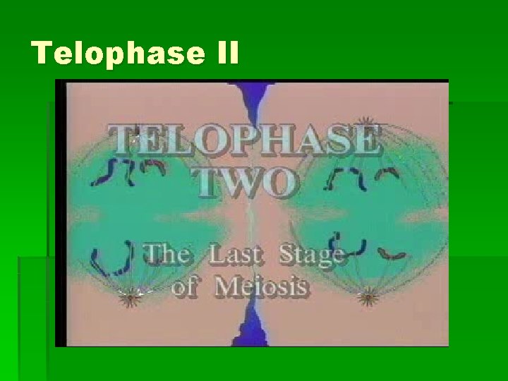 Telophase II 