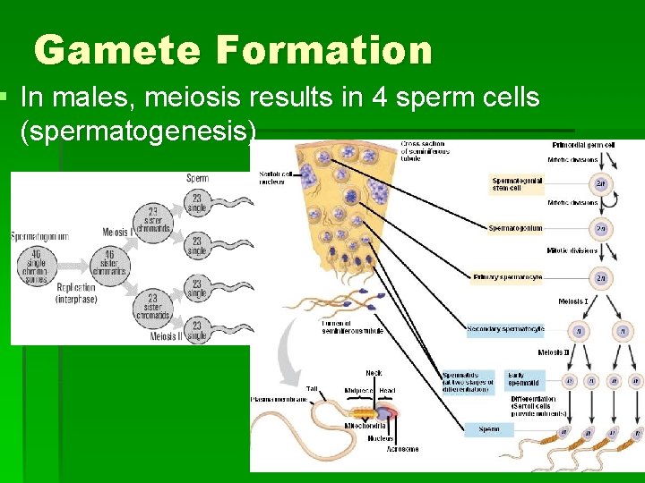 Gamete Formation § In males, meiosis results in 4 sperm cells (spermatogenesis) 