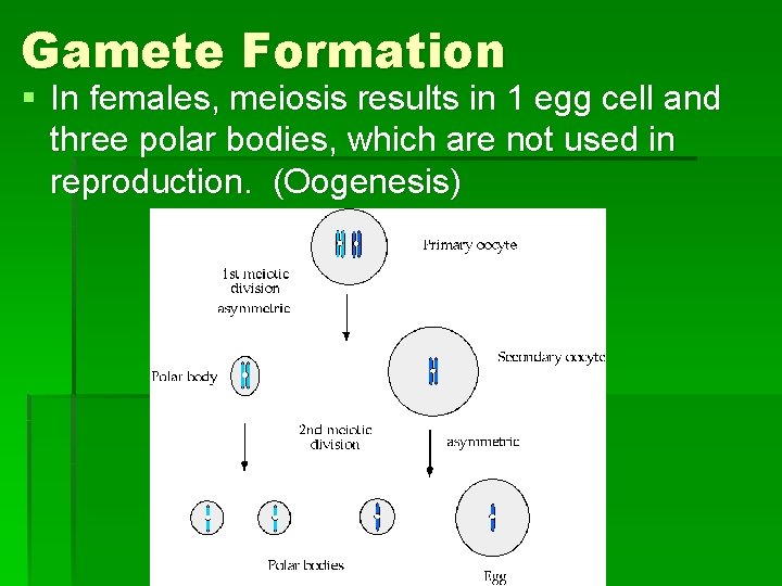 Gamete Formation § In females, meiosis results in 1 egg cell and three polar