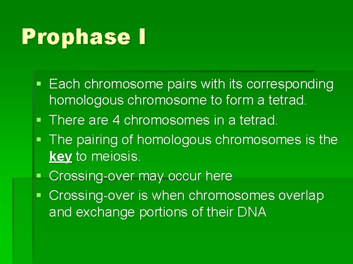 Prophase I § Each chromosome pairs with its corresponding homologous chromosome to form a