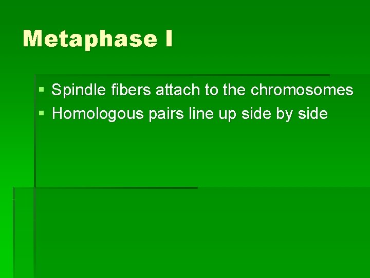 Metaphase I § Spindle fibers attach to the chromosomes § Homologous pairs line up