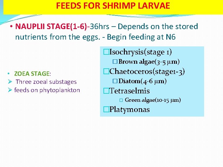 FEEDS FOR SHRIMP LARVAE • NAUPLII STAGE(1 -6)-36 hrs – Depends on the stored