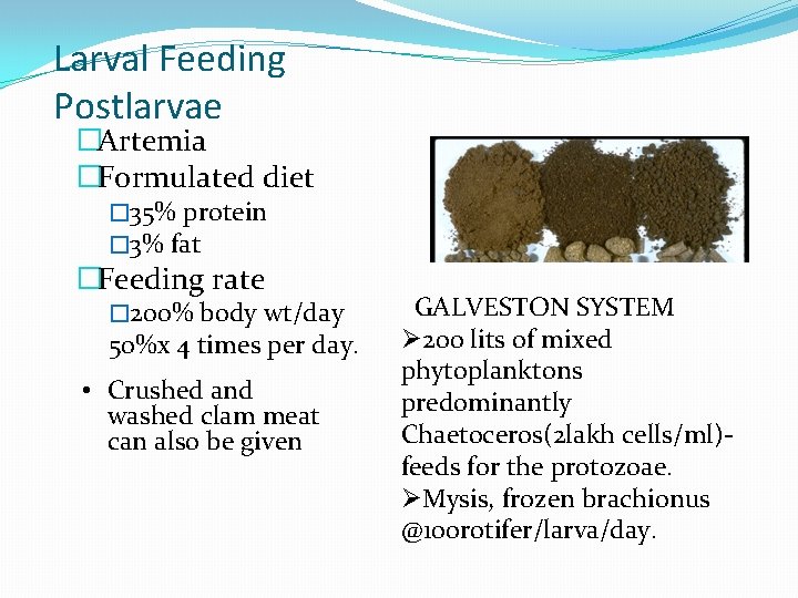 Larval Feeding Postlarvae �Artemia �Formulated diet � 35% protein � 3% fat �Feeding rate