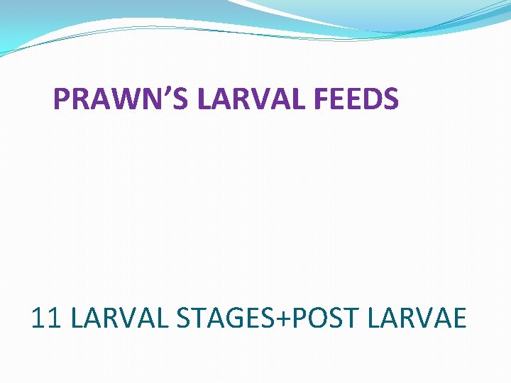 PRAWN’S LARVAL FEEDS 11 LARVAL STAGES+POST LARVAE 