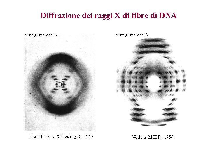 Diffrazione dei raggi X di fibre di DNA configurazione B Franklin R. E. &