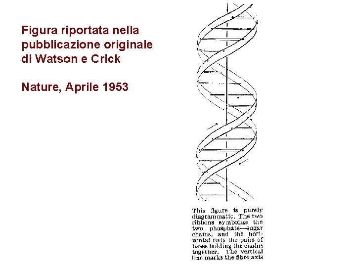 Figura riportata nella pubblicazione originale di Watson e Crick Nature, Aprile 1953 