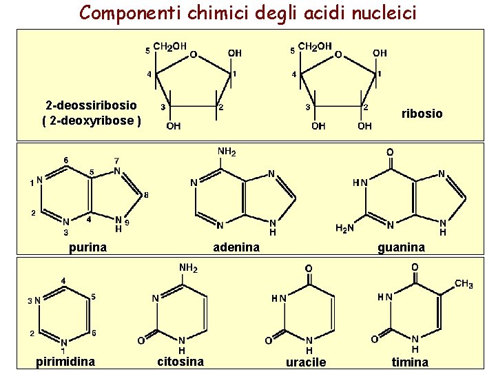 Componenti chimici degli acidi nucleici 2 -deossiribosio ( 2 -deoxyribose ) ribosio purina pirimidina