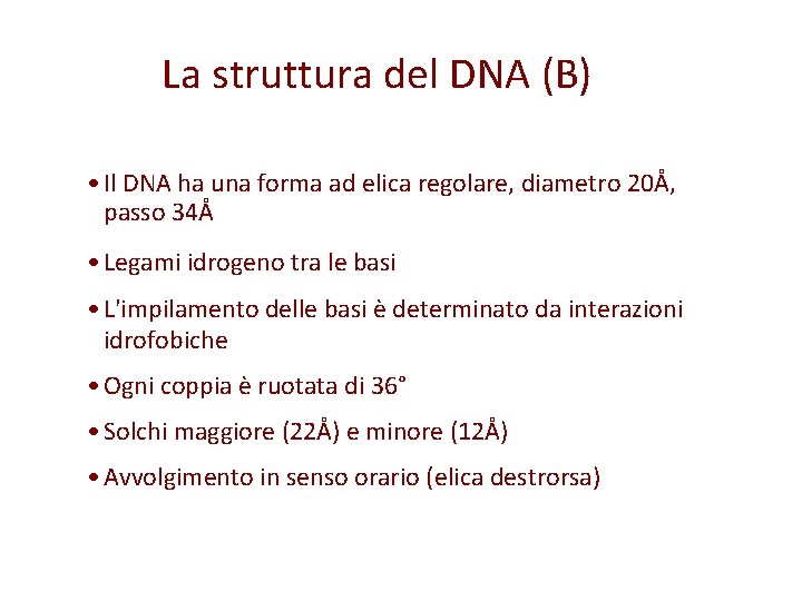 La struttura del DNA (B) • Il DNA ha una forma ad elica regolare,