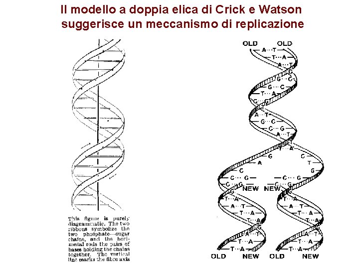 Il modello a doppia elica di Crick e Watson suggerisce un meccanismo di replicazione