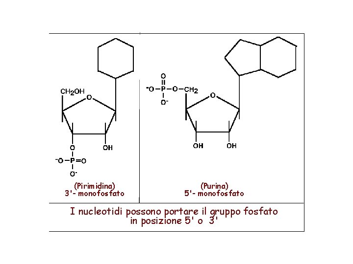 (Pirimidina) 3'- monofosfato (Purina) 5'- monofosfato I nucleotidi possono portare il gruppo fosfato in
