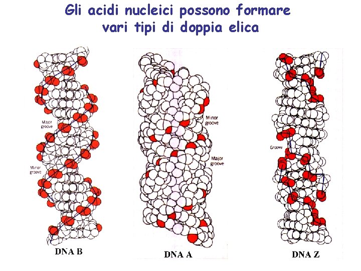 Gli acidi nucleici possono formare vari tipi di doppia elica 