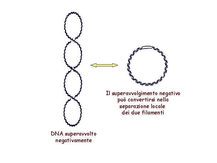 Il superavvolgimento negativo può convertirsi nella separazione locale dei due filamenti DNA superavvolto negativamente