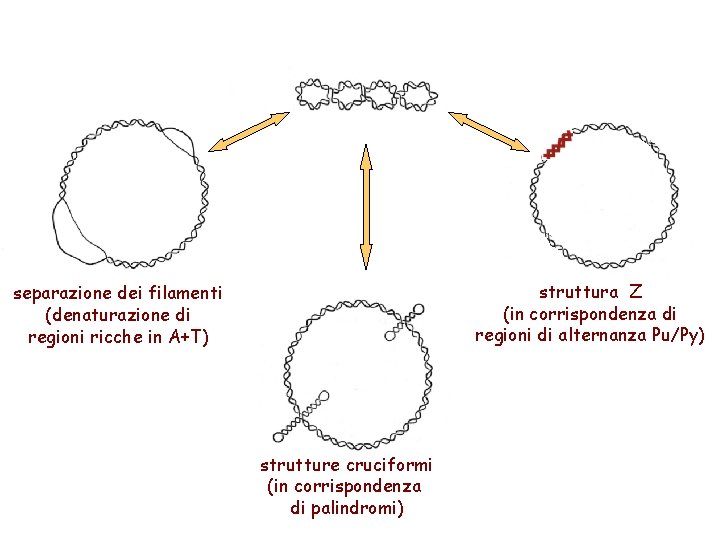 struttura Z (in corrispondenza di regioni di alternanza Pu/Py) separazione dei filamenti (denaturazione di