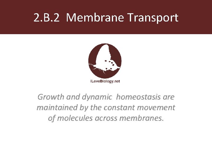 2. B. 2 Membrane Transport Growth and dynamic homeostasis are maintained by the constant