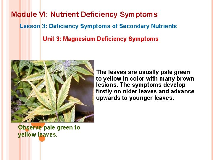 Module VI: Nutrient Deficiency Symptoms Lesson 3: Deficiency Symptoms of Secondary Nutrients Unit 3:
