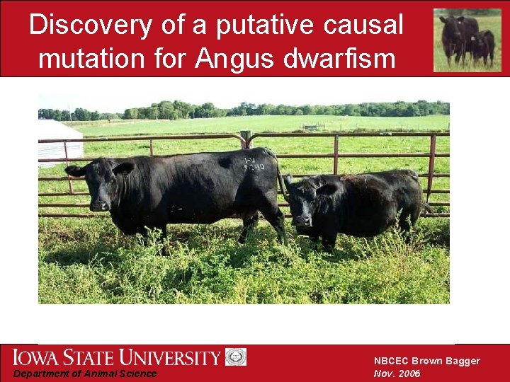 Discovery of a putative causal mutation for Angus dwarfism Department of Animal Science NBCEC