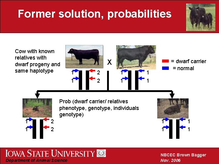 Former solution, probabilities Cow with known relatives with dwarf progeny and same haplotype =
