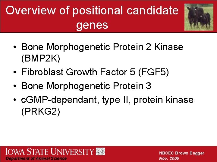 Overview of positional candidate genes • Bone Morphogenetic Protein 2 Kinase (BMP 2 K)